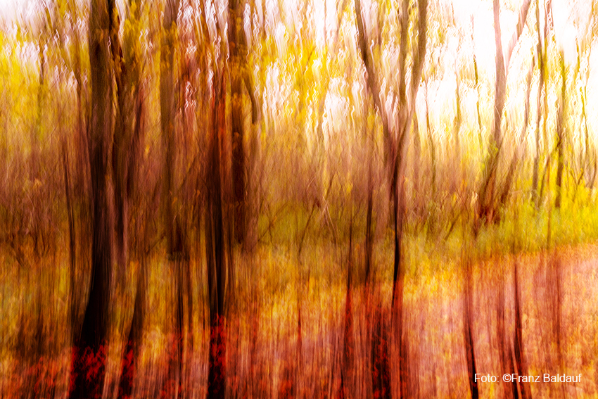 Experimentelle Entschleunigte Fotografie. Wald Langzeitbelichtung verwischte Bäume in Rot, Gelb Orange Farben