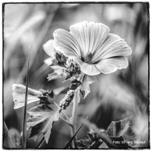 © Foto: Franz Baldauf , Eine Malvenblüte Wiesenblume in einer Blumenwiese. Entschleunigte Fotografie