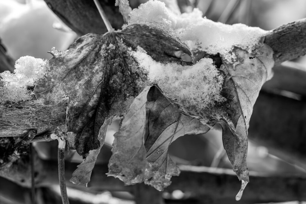 Bild zeigt verfärbtes Herbstblatt vertrocknetes Laub an einem Baum mit Neuschnee, es zeigt auch die Vergänglichkeit und doch die Schönheit der Natur in der Monochrom Fotografie